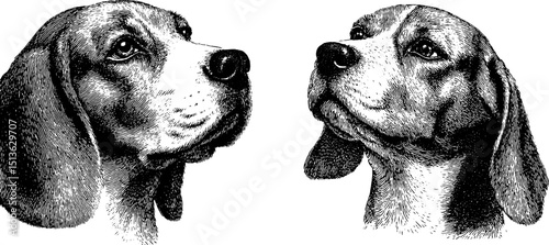 Detailed engraved illustrations of beagle dog heads for pet design and decor
