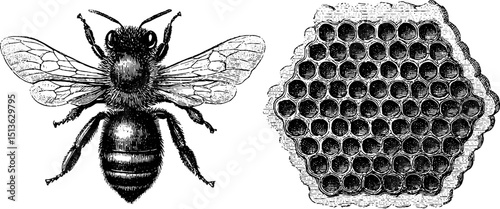 Intricate engraved bee illustration with wings and honeycomb design for nature prints