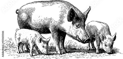 Engraved illustration set of boar sow and piglets - detailed artistic animal scene