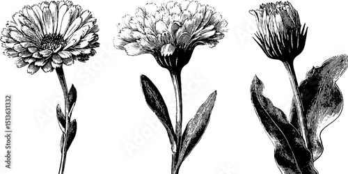 Detailed engraved illustration of calendula blooms for botanical study and design