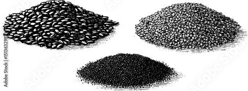 Engraved botanical illustrations of chia and sesame seeds for design projects
