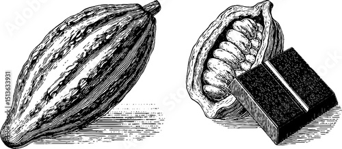 Detailed engraved illustration set of cocoa pod and chocolate bar for culinary design