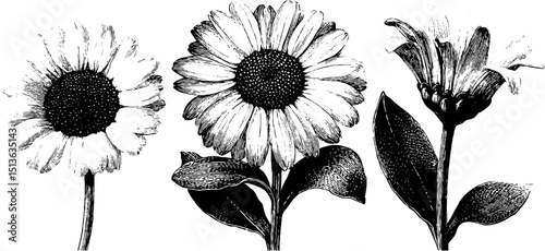 Vintage botanical engraving of daisy flowers - antique floral art for design and decor