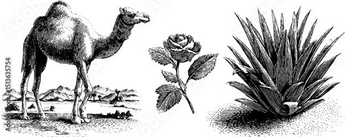 Engraved illustration set featuring dromedary camel, rose, and aloe plant in desert landscape