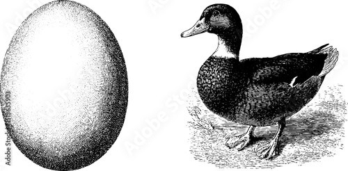 Engraved illustration set featuring detailed duck and egg artwork for nature lovers