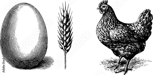Engraved illustration of egg grain stalk and chicken for vintage design