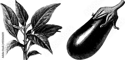 Engraved botanical eggplant illustration set for vintage design