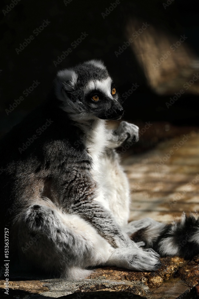 Fototapeta premium 座ったワオキツネザルのポートレート