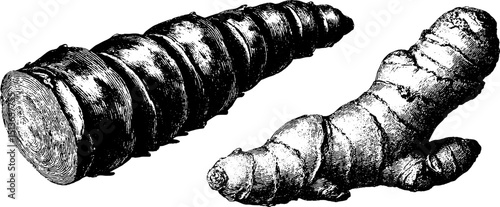 Engraved botanical illustration of ginger and turmeric roots for herbal designs