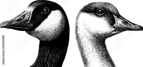 Engraved illustration set of goose profiles for vintage print design