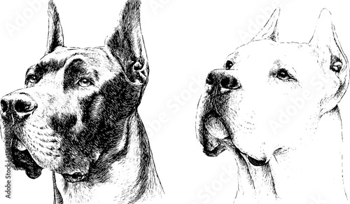 Detailed engraved illustrations of great danes for pet lovers and design projects
