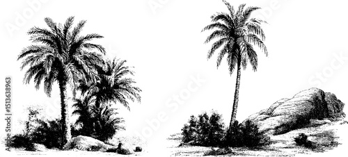 Engraved illustration of date palms in desert landscape for botanical art and design