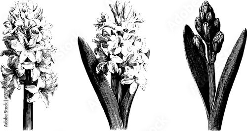 Elegant engraved hyacinth blooms illustration set for botanical decor