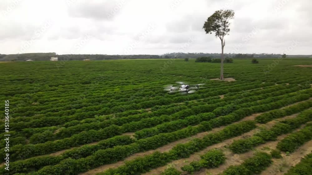 Tecnologia no campo. Drone agrícola trabalhando em plantação de café conilon. Linhares, Espírito Santo, Brasil. 
