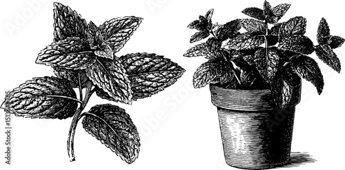 Mint sprig and potted mint leaf engraved illustration set for botanical design