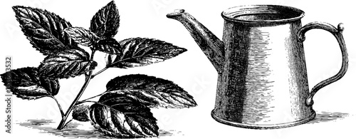 Engraved botanical illustration of mint sprig with vintage watering can