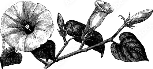 Engraved morning glory flower illustration set for botanical design