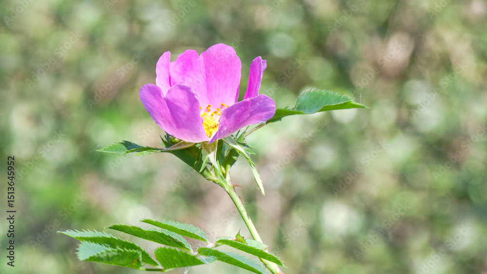 Obraz premium pink and white flower