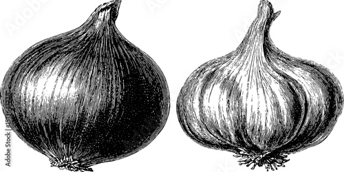 Detailed engraved botanical illustration of onion and garlic set for design and decoration