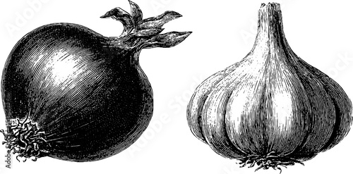 Intricate engraved illustration of onion and garlic for culinary design