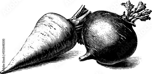 Engraved botanical illustration of parsnip and turnip