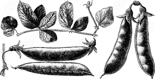 Vintage botanical engraving of pea pod and vine for garden and kitchen décor