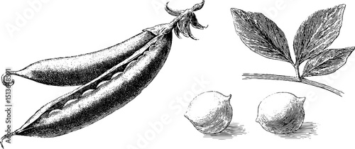 Engraved botanical illustration of pea pod and snow pea for design use