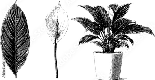 Engraved botanical illustration set of peace lily flower and foliage