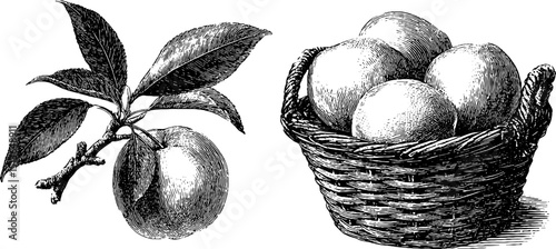 Vintage botanical illustration of peach and peach tree with basket of peaches