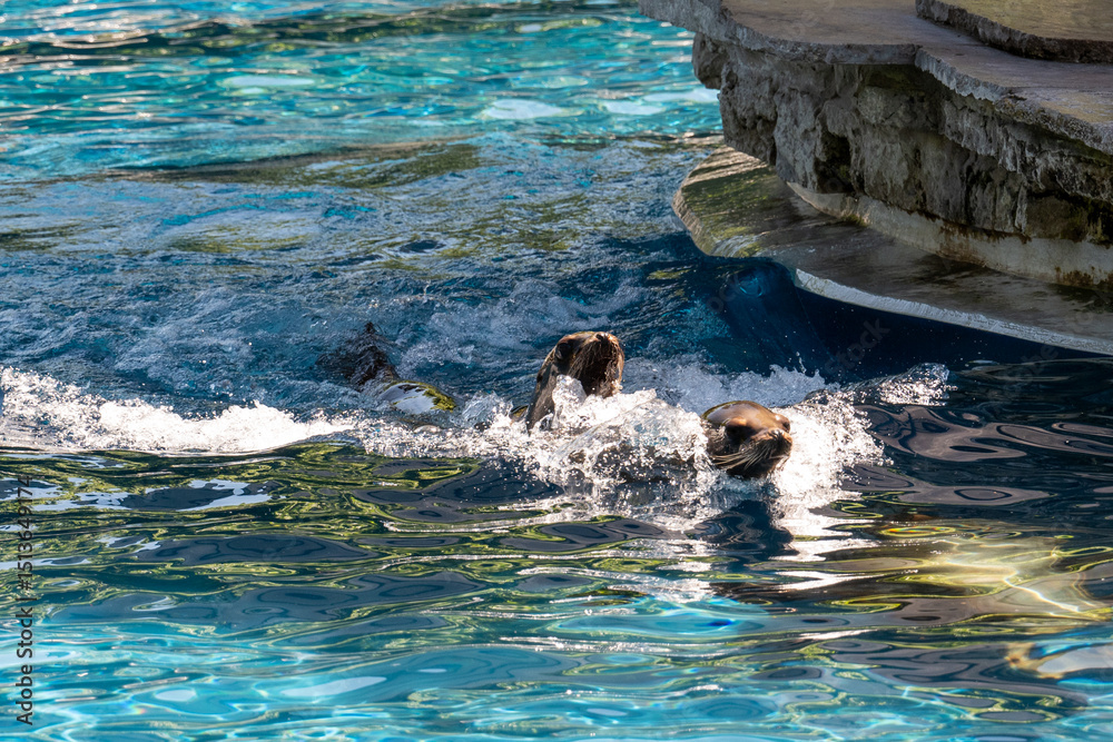 Fototapeta premium Californian sea lion at Wilhelma Zoo Stuttgart
