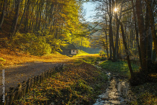 autumn forest