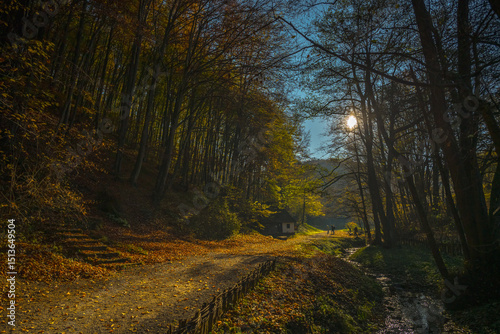 autumn forest