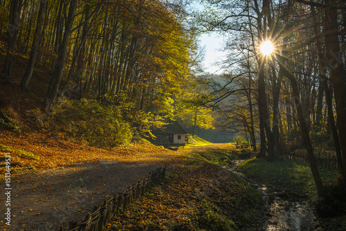 autumn forest