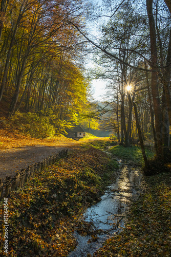 autumn forest