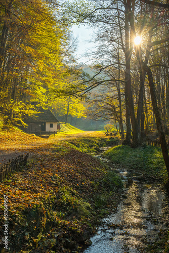 autumn forest