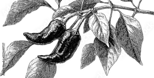 Vintage engraved illustration of peppers on branch for botanical art design