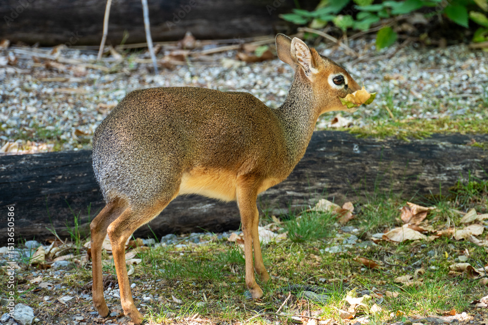 Obraz premium beautiful and very cute kirk-dickdick