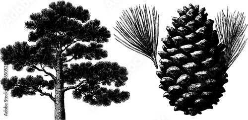Botanical engraving of pine tree and pine cone for nature design and decor