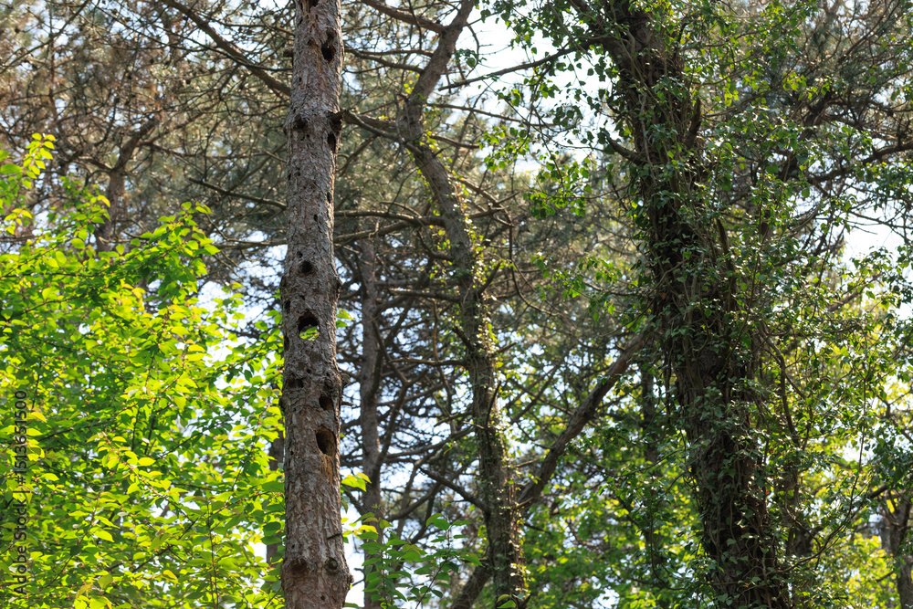 Fototapeta premium green leaves in the sun and a tree with its hole