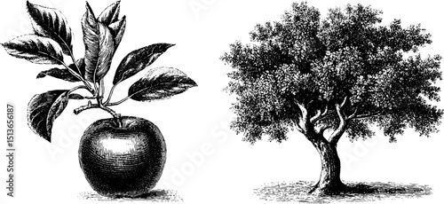 Engraved botanical illustration set featuring apple and tree for design and decor
