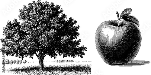 Engraved botanical illustration of apple tree and side view of fruit