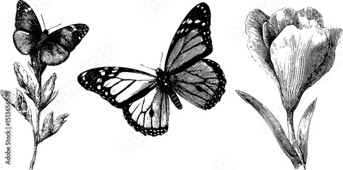 Intricate butterfly and flora engraving set for nature themed design and art projects