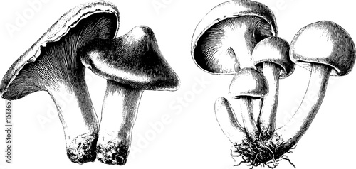 Vintage botanical art of mushrooms - engraved mushroom illustrations, side view collection