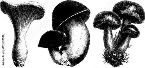 Engraved mushroom illustration set: side views for botanical design and study
