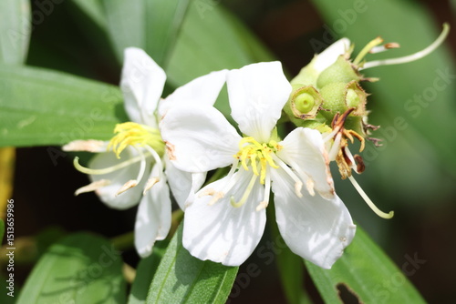 White Flowers – White Senduduk flowers (Melastoma malabathricum) amidst a backdrop of green leaves, under the bright sunlight.
