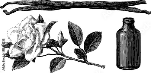 Engraved botanical illustration of vanilla pod, orchid flower, and glass bottle for design