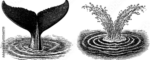 Engraved illustration of whale and whale tail set for nautical decor and marine life education