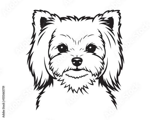 Yorkshire Terrier dog face peeking over front paws vector illustration