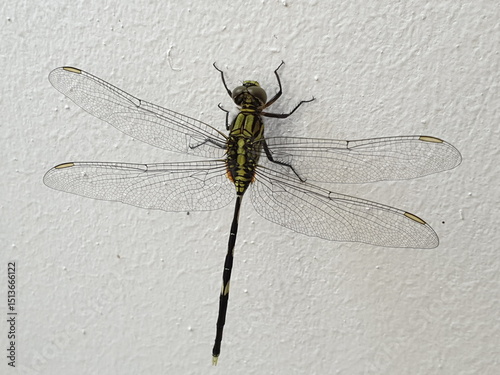 Black and Green Dragonfly – Male Variegated Green Skimmer (Orthetrum sabina) dragonfly perched on a white colored wall, with its wings spread out. Note the long anal appendages which show it is a male