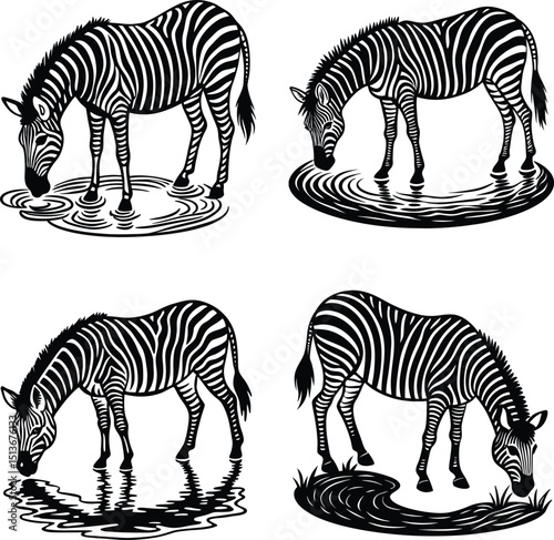 Four graphic zebra illustrations grazing drinking in water black and white